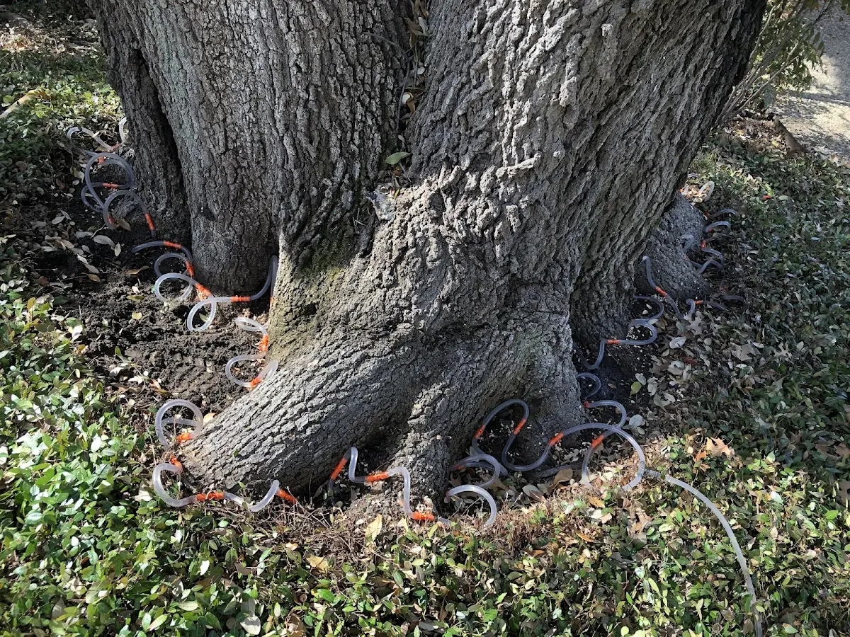 Detailed Tree Cabling and Bracing job site in Ririe